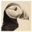Puffin drawing